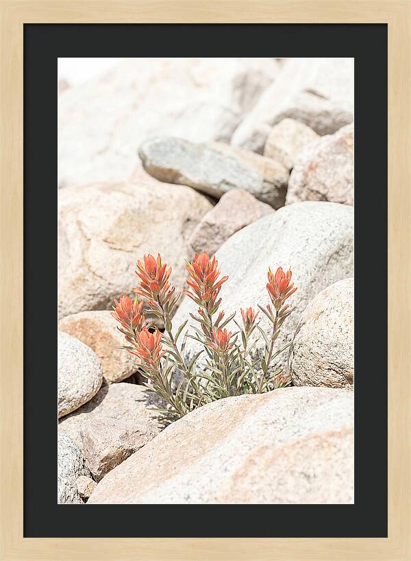 Indian Paintbrush Flowers Among Rocks