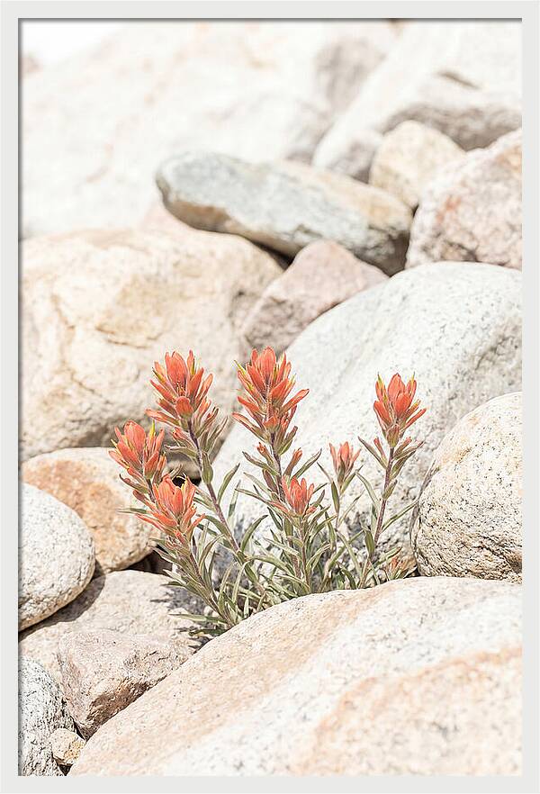 Indian Paintbrush Flowers Among Rocks