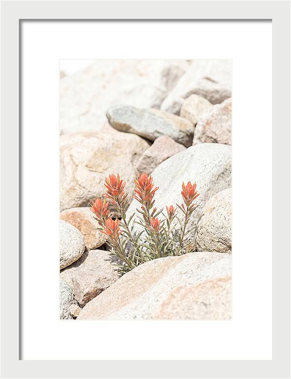 Indian Paintbrush Flowers Among Rocks