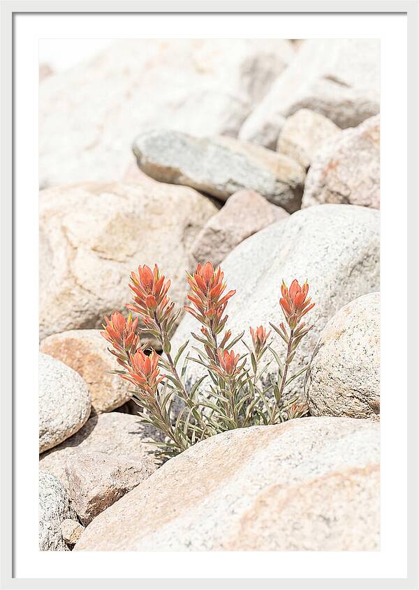 Indian Paintbrush Flowers Among Rocks