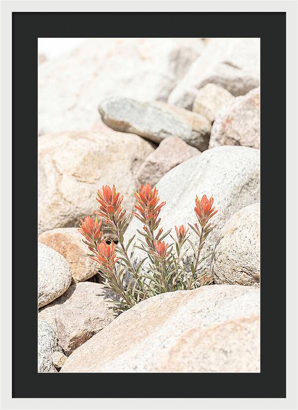 Indian Paintbrush Flowers Among Rocks