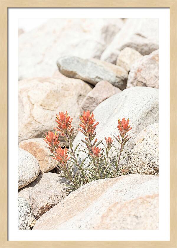 Indian Paintbrush Flowers Among Rocks