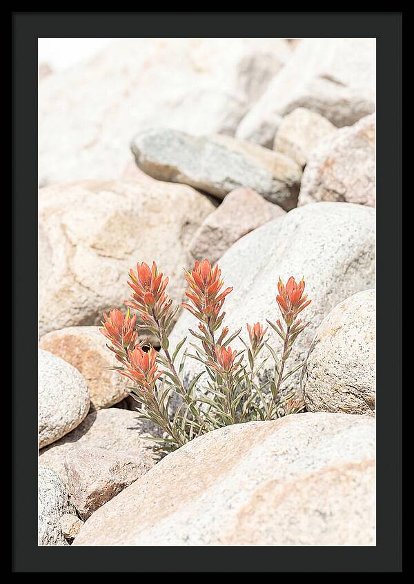 Indian Paintbrush Flowers Among Rocks