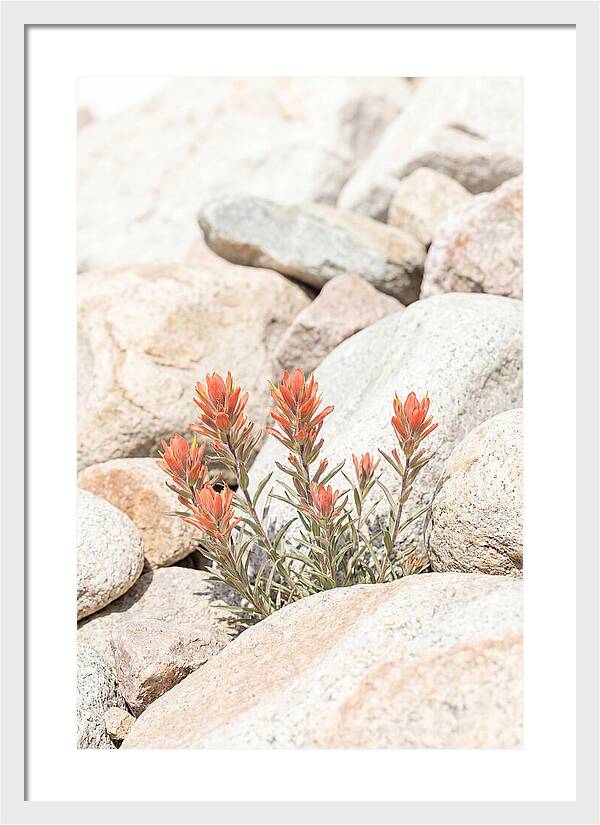 Indian Paintbrush Flowers Among Rocks