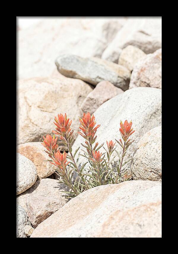 Indian Paintbrush Flowers Among Rocks