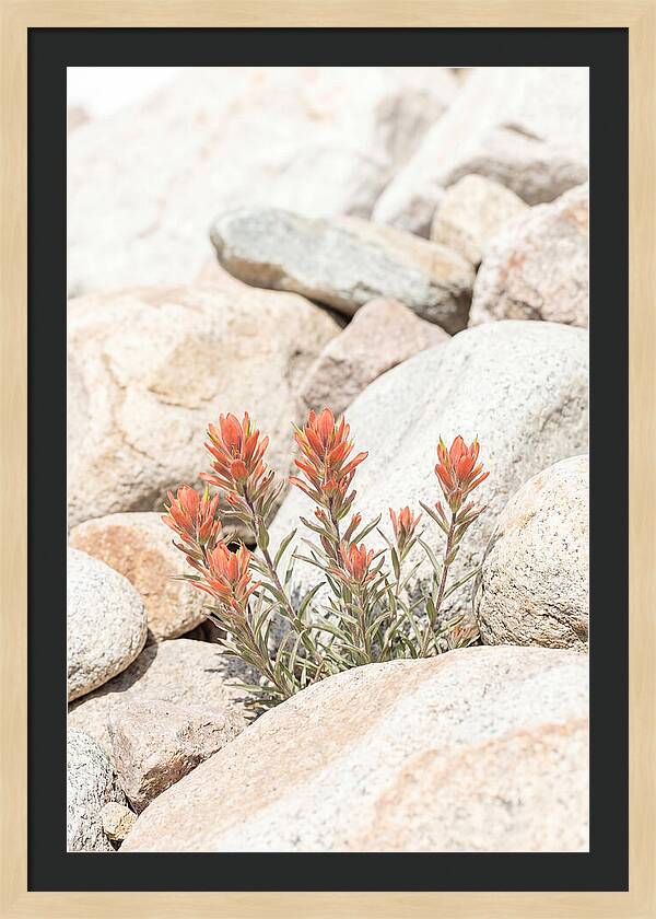 Indian Paintbrush Flowers Among Rocks