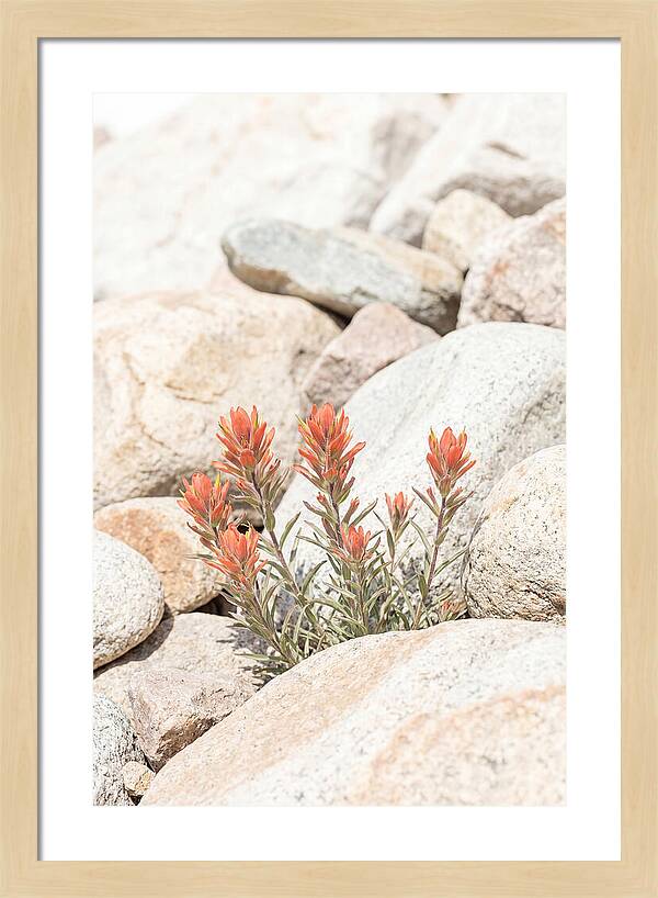 Indian Paintbrush Flowers Among Rocks