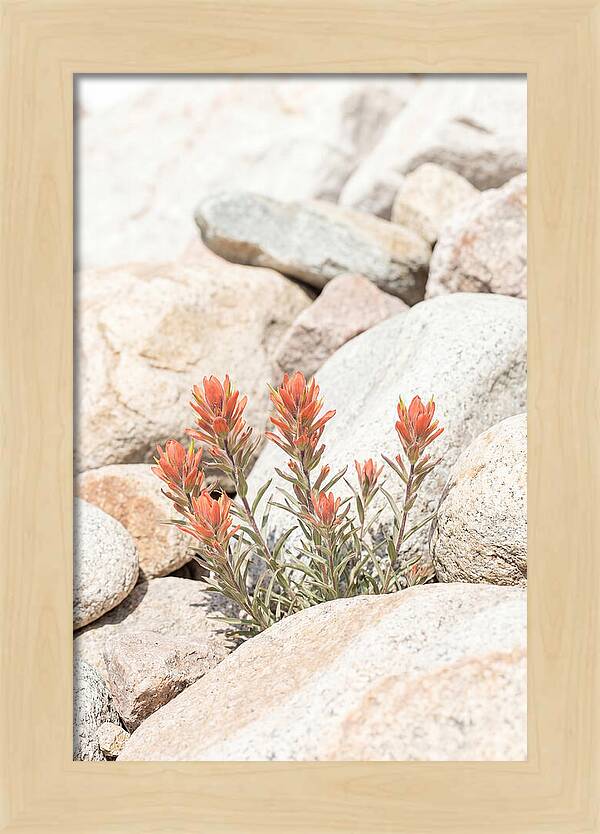 Indian Paintbrush Flowers Among Rocks
