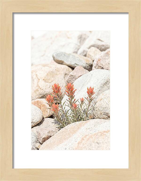 Indian Paintbrush Flowers Among Rocks