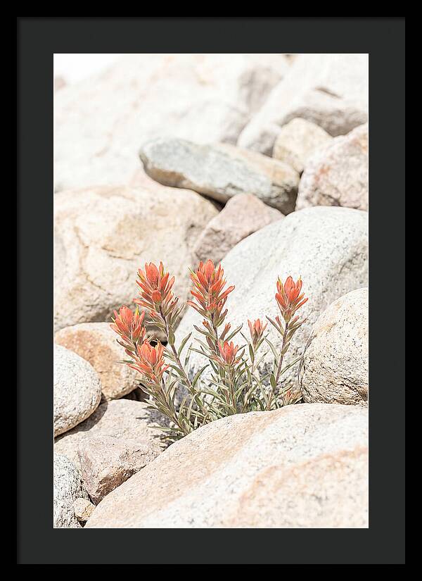 Indian Paintbrush Flowers Among Rocks