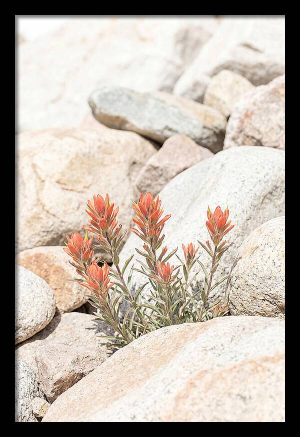 Indian Paintbrush Flowers Among Rocks