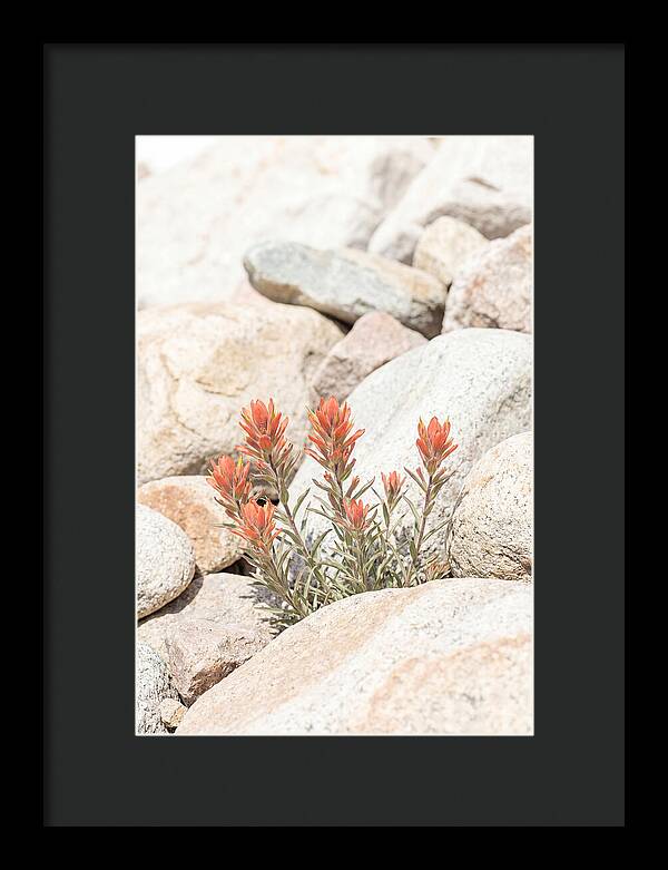 Indian Paintbrush Flowers Among Rocks