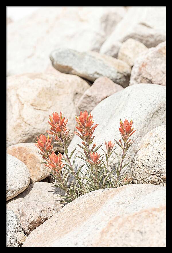 Indian Paintbrush Flowers Among Rocks