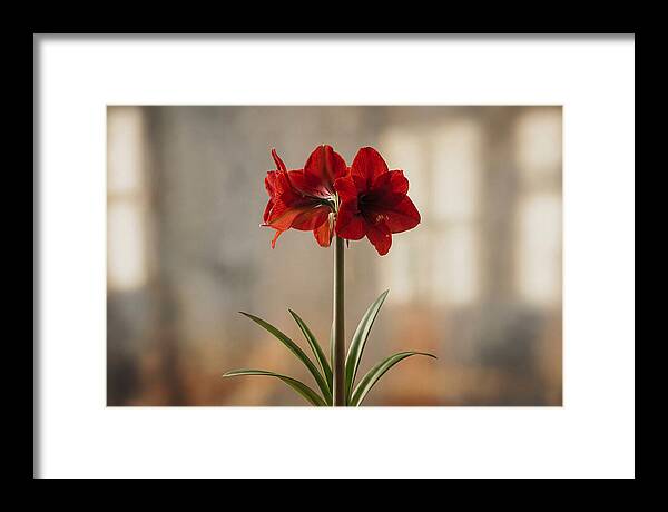 Indoor Amaryllis Blooming Brightly