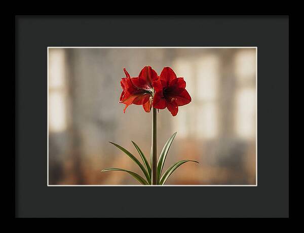 Indoor Amaryllis Blooming Brightly