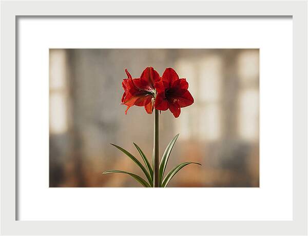Indoor Amaryllis Blooming Brightly