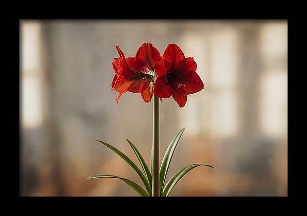 Indoor Amaryllis Blooming Brightly