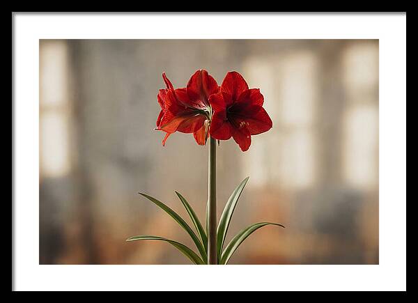 Indoor Amaryllis Blooming Brightly