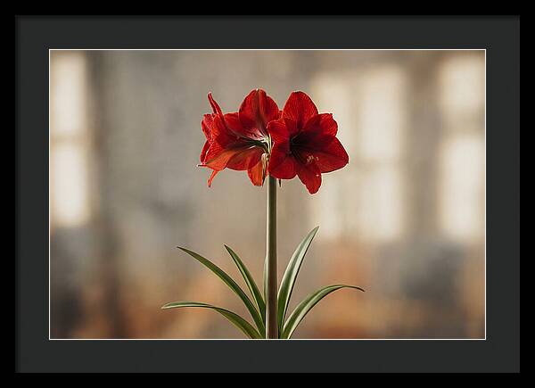 Indoor Amaryllis Blooming Brightly