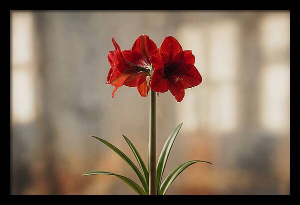 Indoor Amaryllis Blooming Brightly