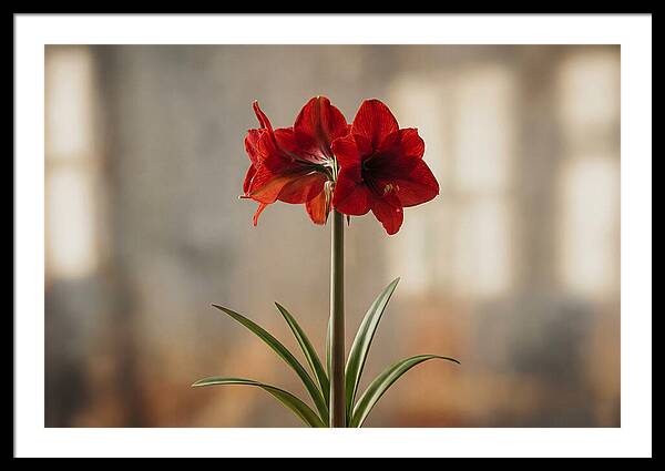 Indoor Amaryllis Blooming Brightly