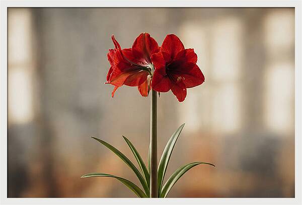 Indoor Amaryllis Blooming Brightly