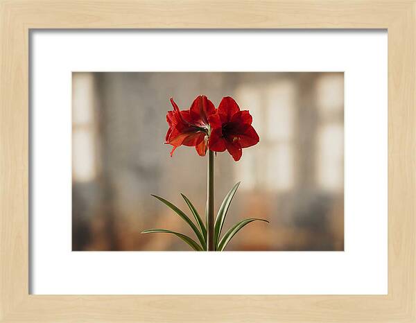 Indoor Amaryllis Blooming Brightly