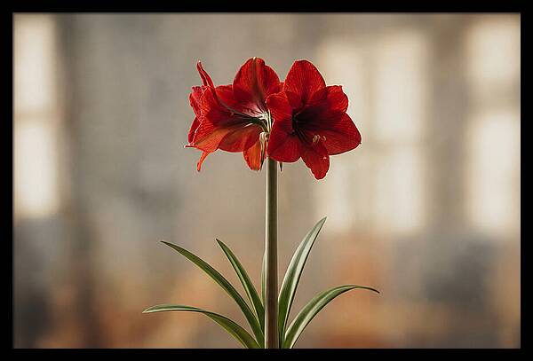 Indoor Amaryllis Blooming Brightly