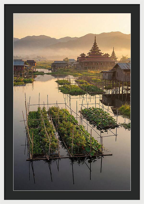 Inle Lake Floating Gardens At Dawn