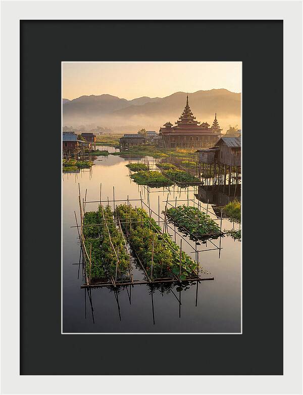 Inle Lake Floating Gardens At Dawn