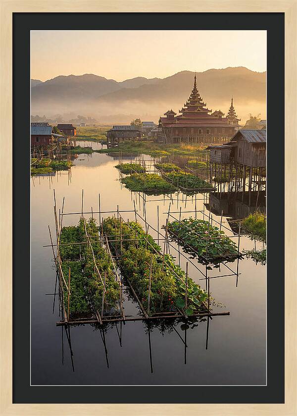 Inle Lake Floating Gardens At Dawn
