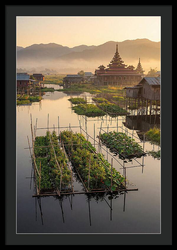 Inle Lake Floating Gardens At Dawn