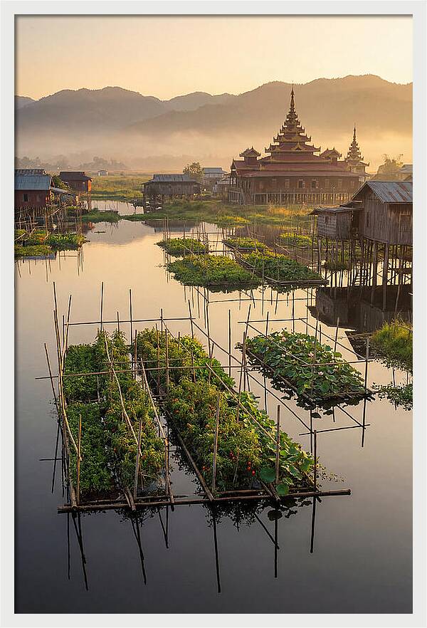 Inle Lake Floating Gardens At Dawn
