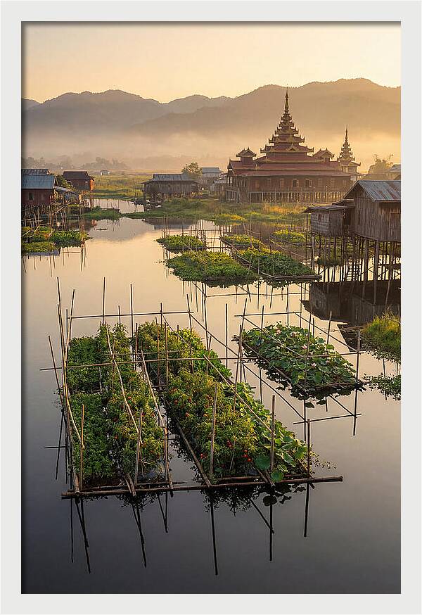 Inle Lake Floating Gardens At Dawn