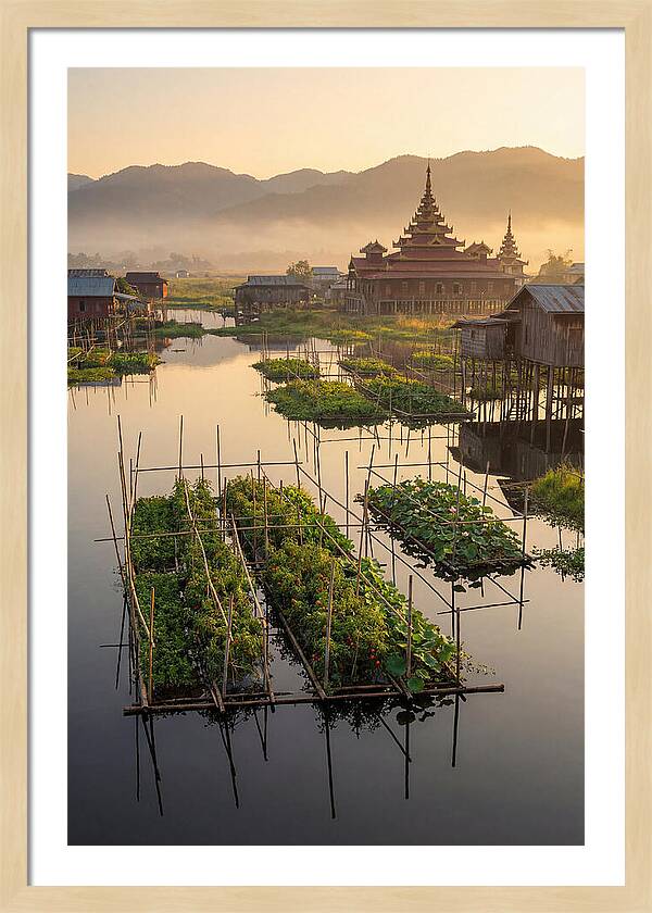 Inle Lake Floating Gardens At Dawn