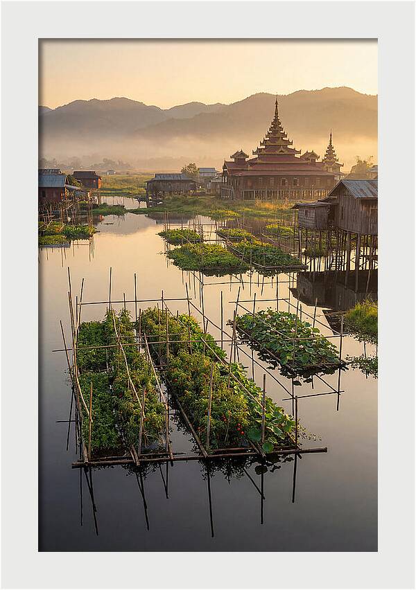 Inle Lake Floating Gardens At Dawn