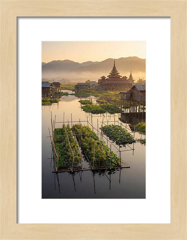 Inle Lake Floating Gardens At Dawn