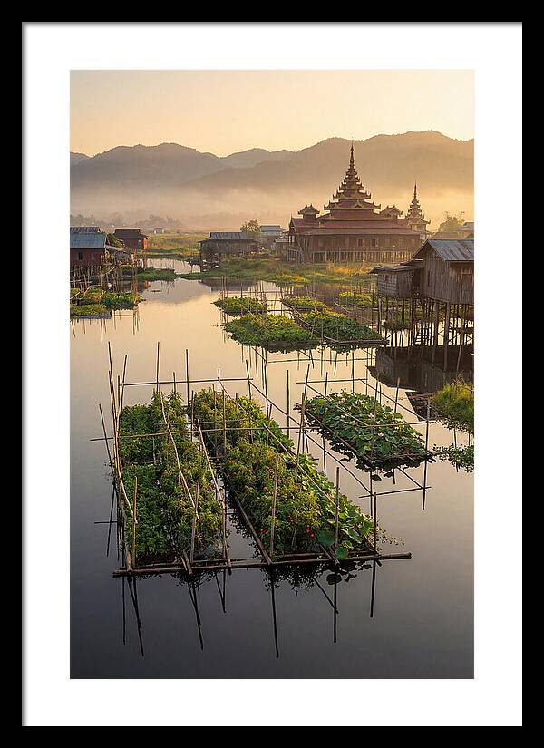 Inle Lake Floating Gardens At Dawn