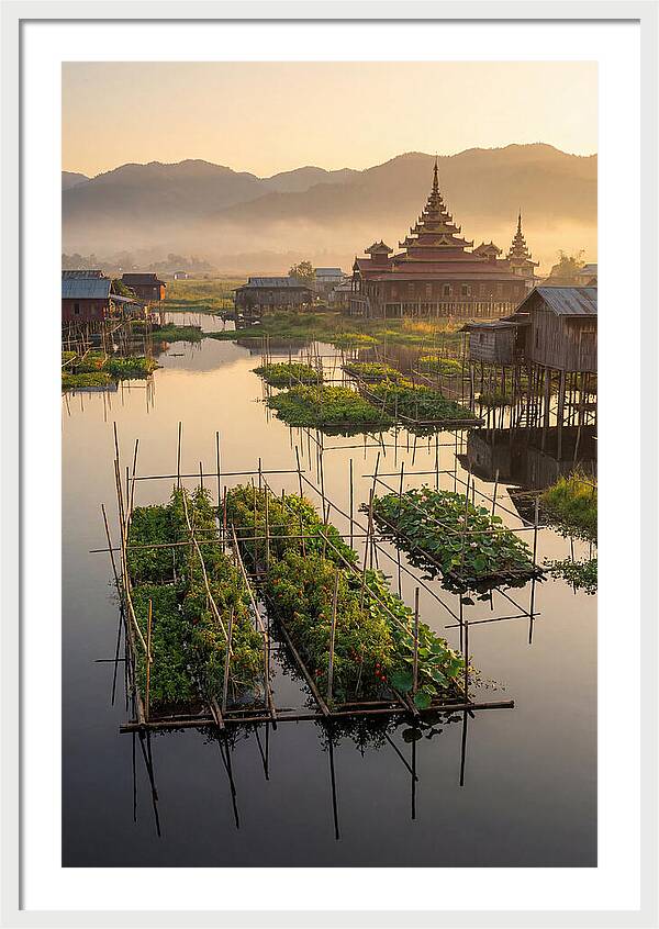 Inle Lake Floating Gardens At Dawn
