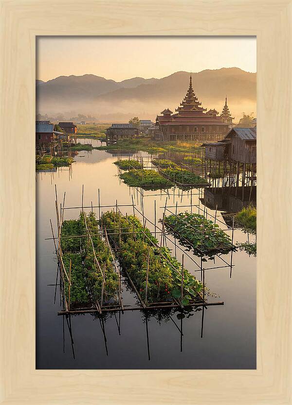Inle Lake Floating Gardens At Dawn