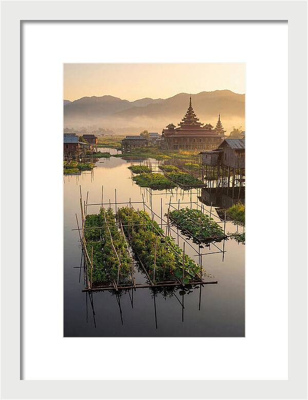 Inle Lake Floating Gardens At Dawn