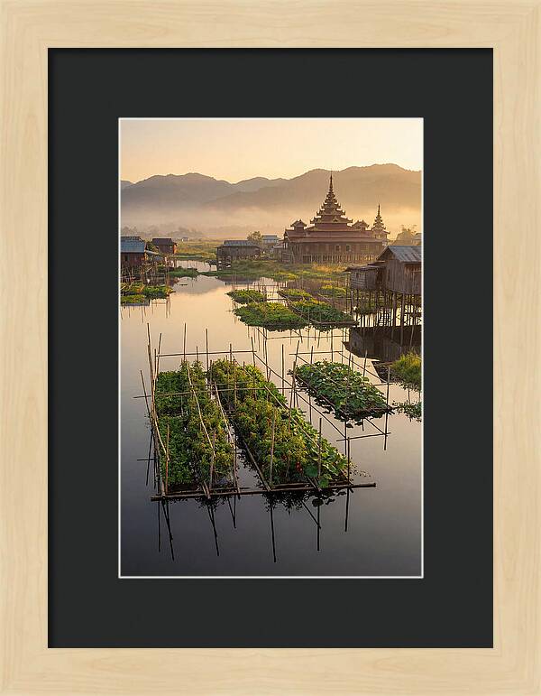 Inle Lake Floating Gardens At Dawn