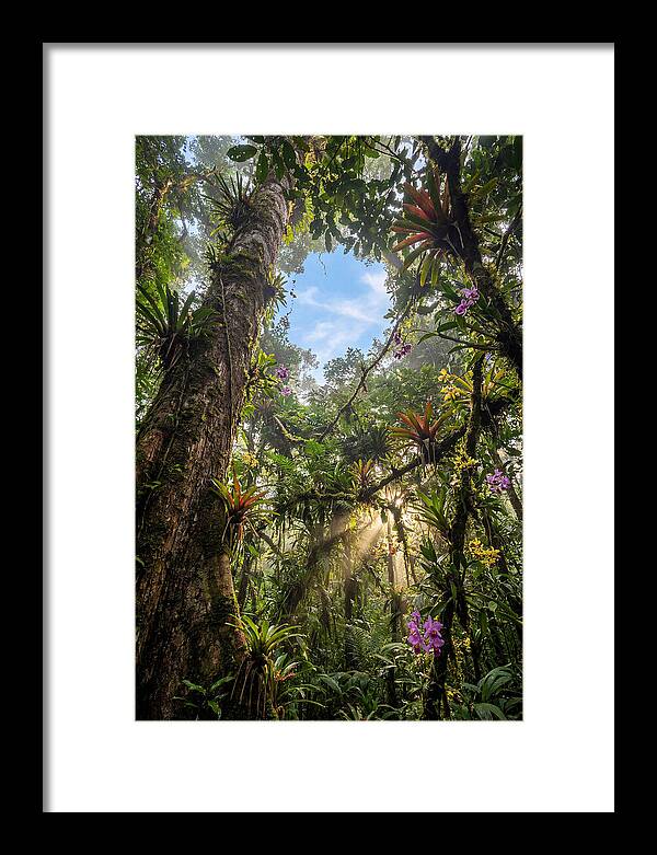 Inside Amazon Rainforest Canopy