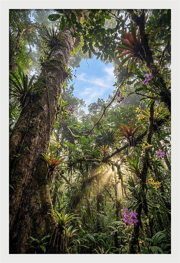 Inside Amazon Rainforest Canopy
