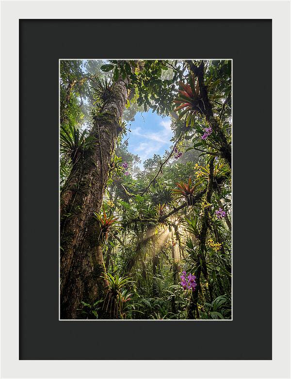 Inside Amazon Rainforest Canopy