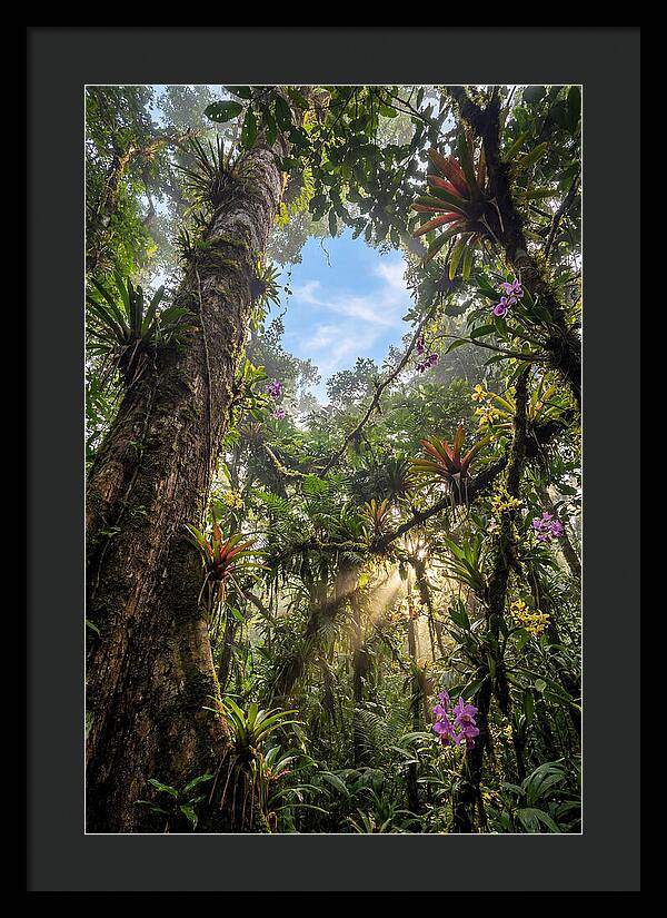 Inside Amazon Rainforest Canopy