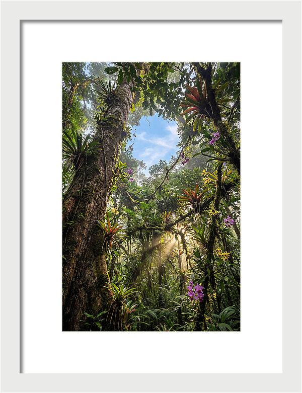 Inside Amazon Rainforest Canopy