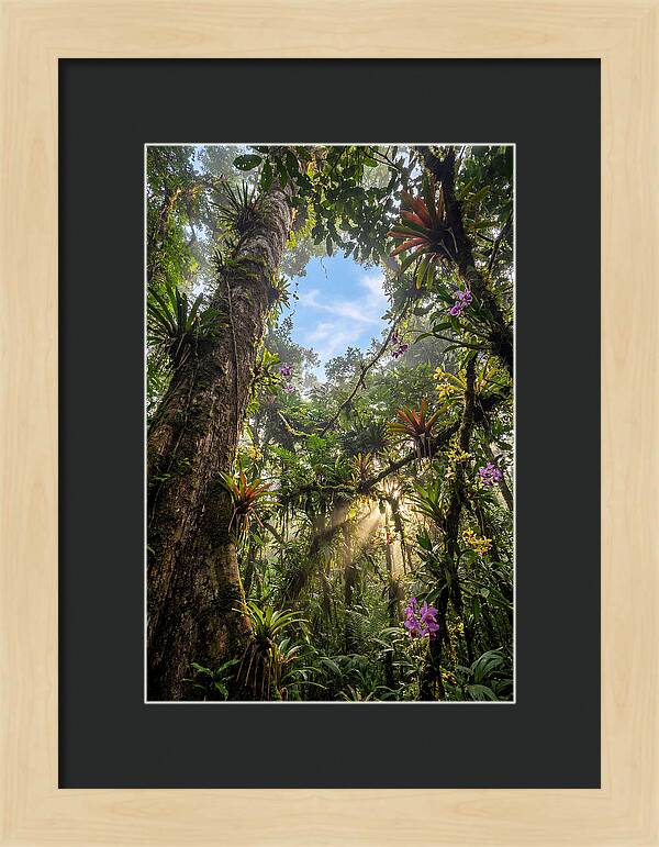 Inside Amazon Rainforest Canopy
