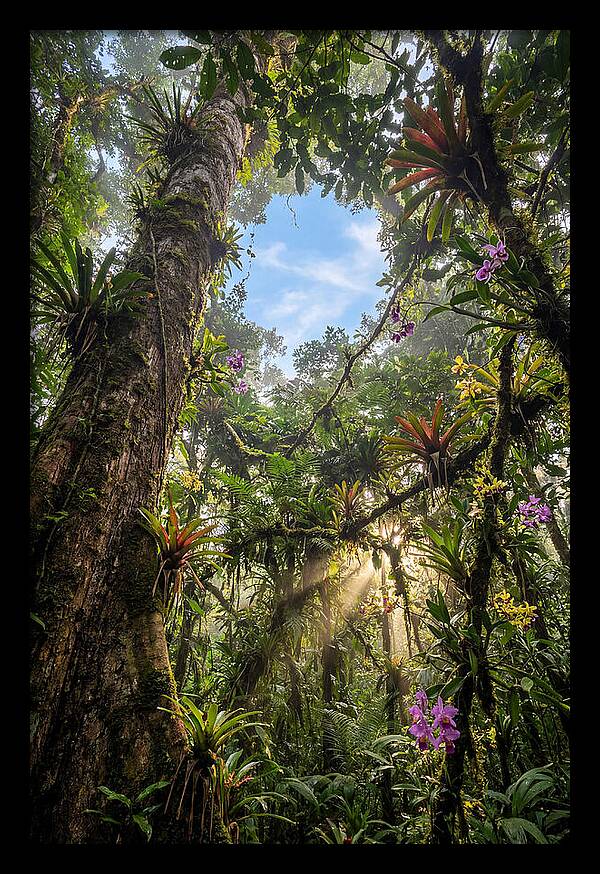 Inside Amazon Rainforest Canopy