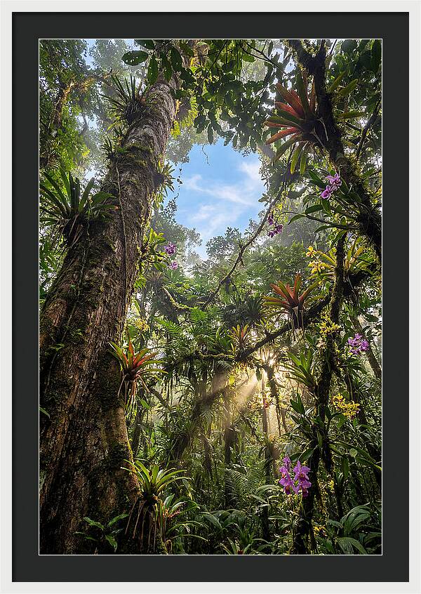 Inside Amazon Rainforest Canopy